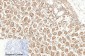Cleaved-PARP-1 (D214) Polyclonal Antibody
